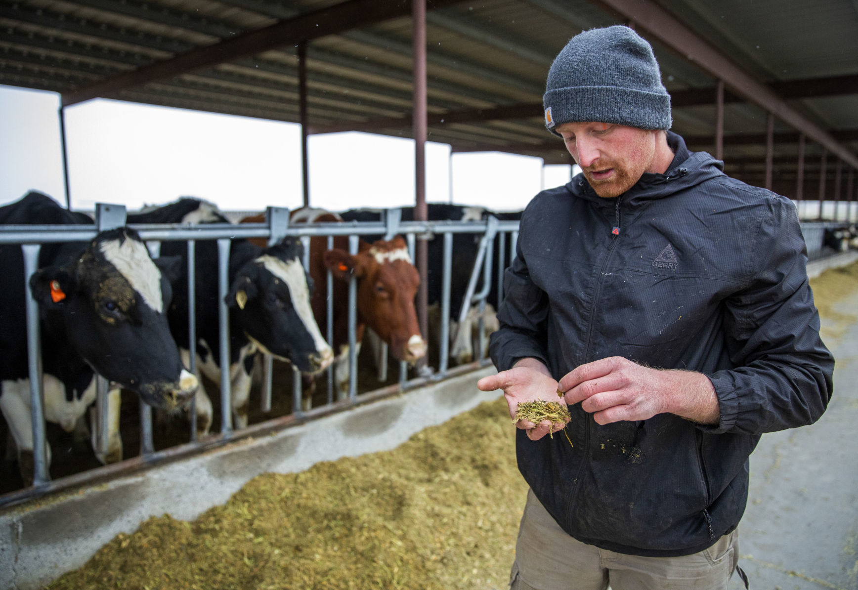 Michael Brubaker cares for his cows